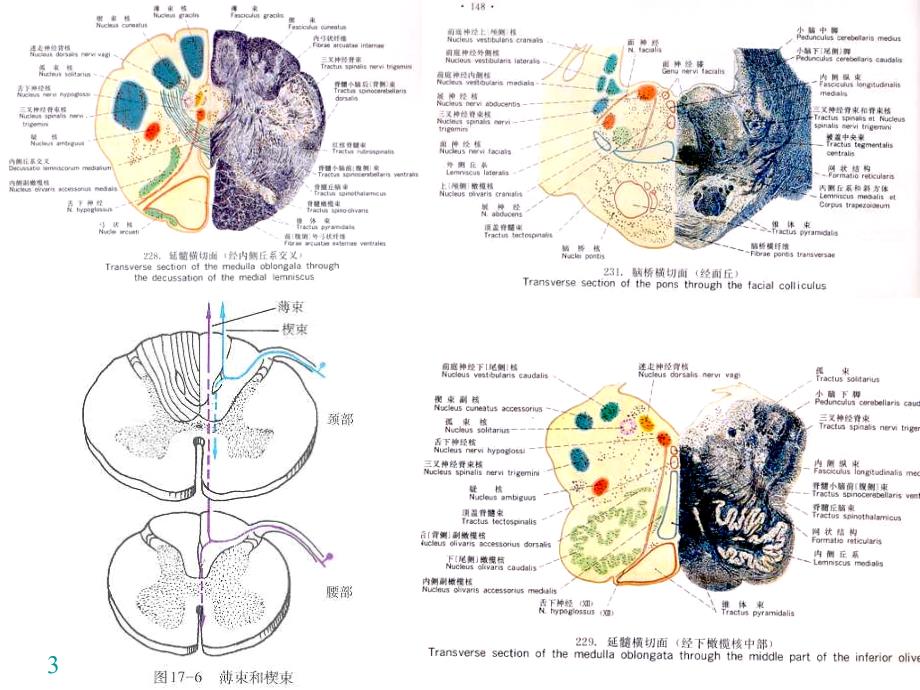 神经系统解剖学神经系态传导维路_第3页