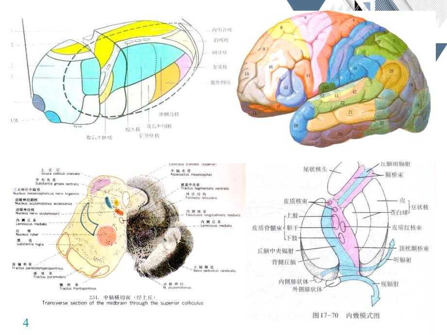 神经系统解剖学神经系态传导维路_第4页