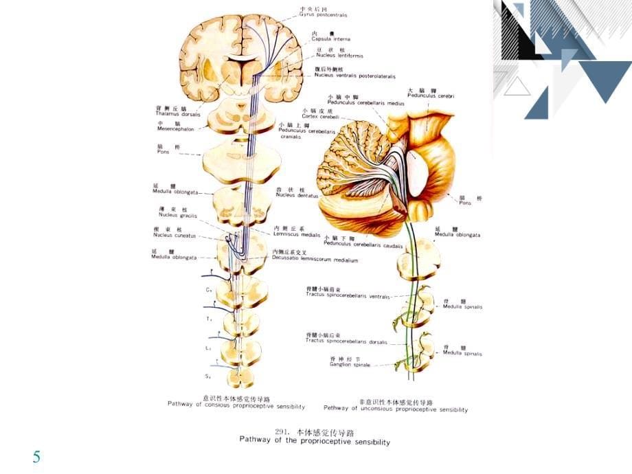 神经系统解剖学神经系态传导维路_第5页