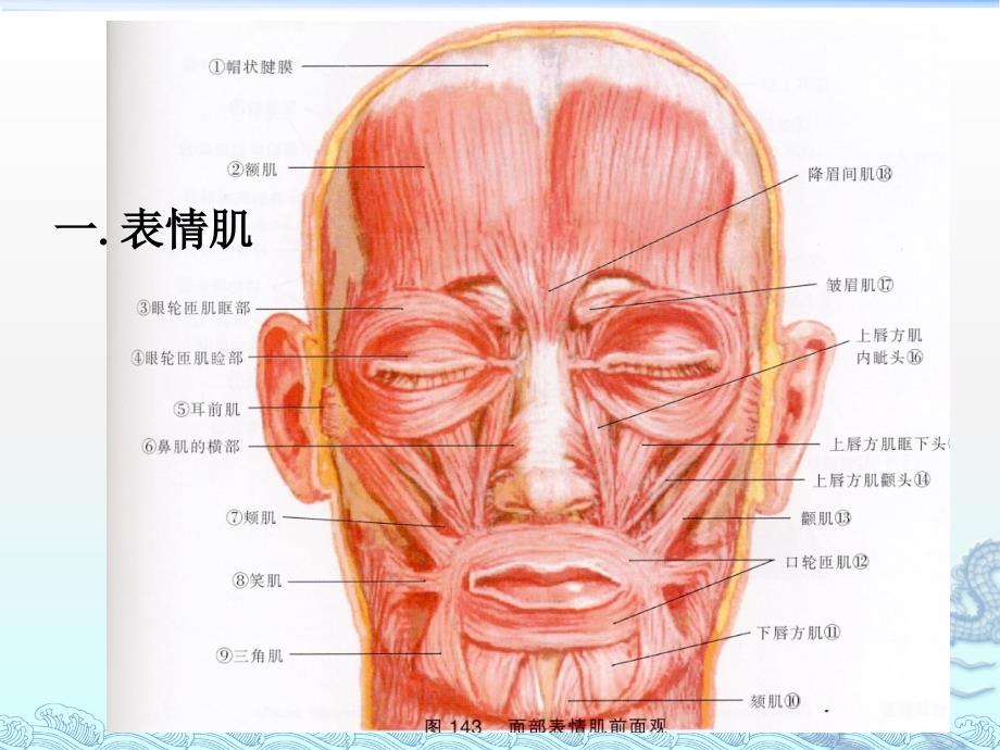 口腔颌面部肌肉解剖结构_第1页