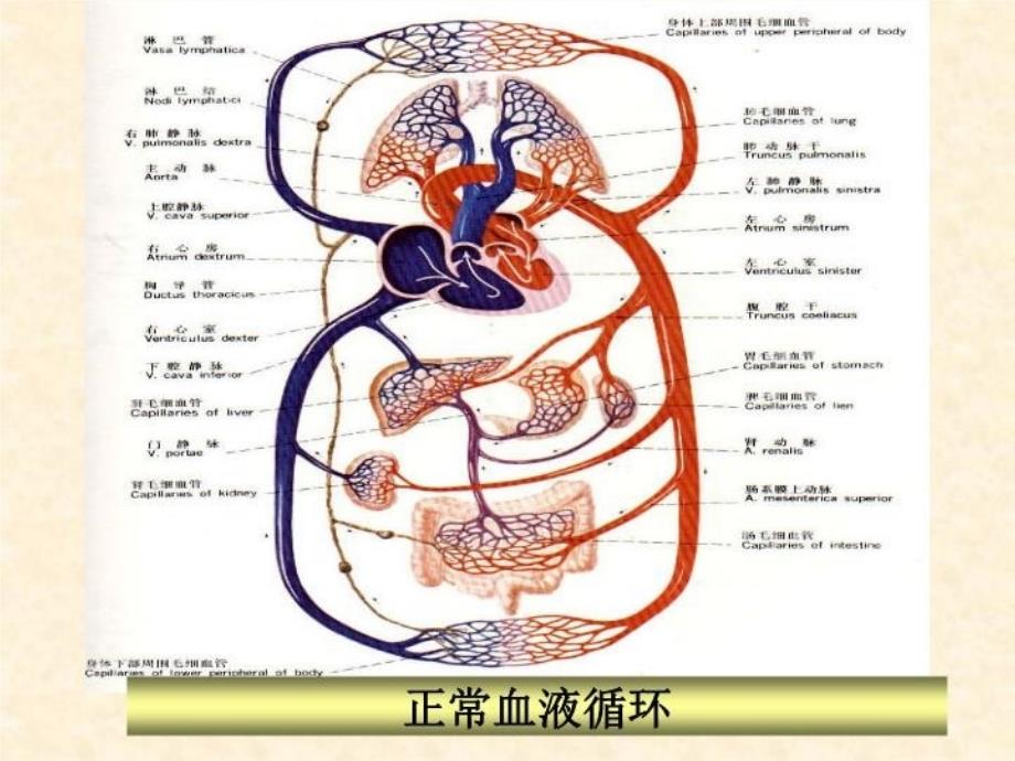 最新培训资料第七章循环系统疾病患儿的护理2PPT课件_第4页