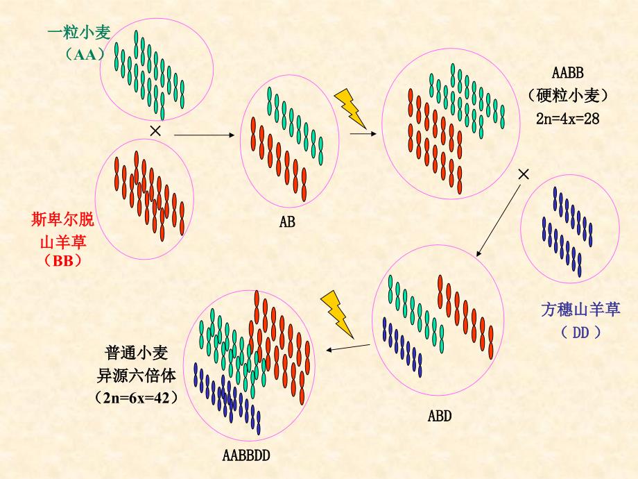 进化生物学：第6章 生物遗传系统的进化_第4页