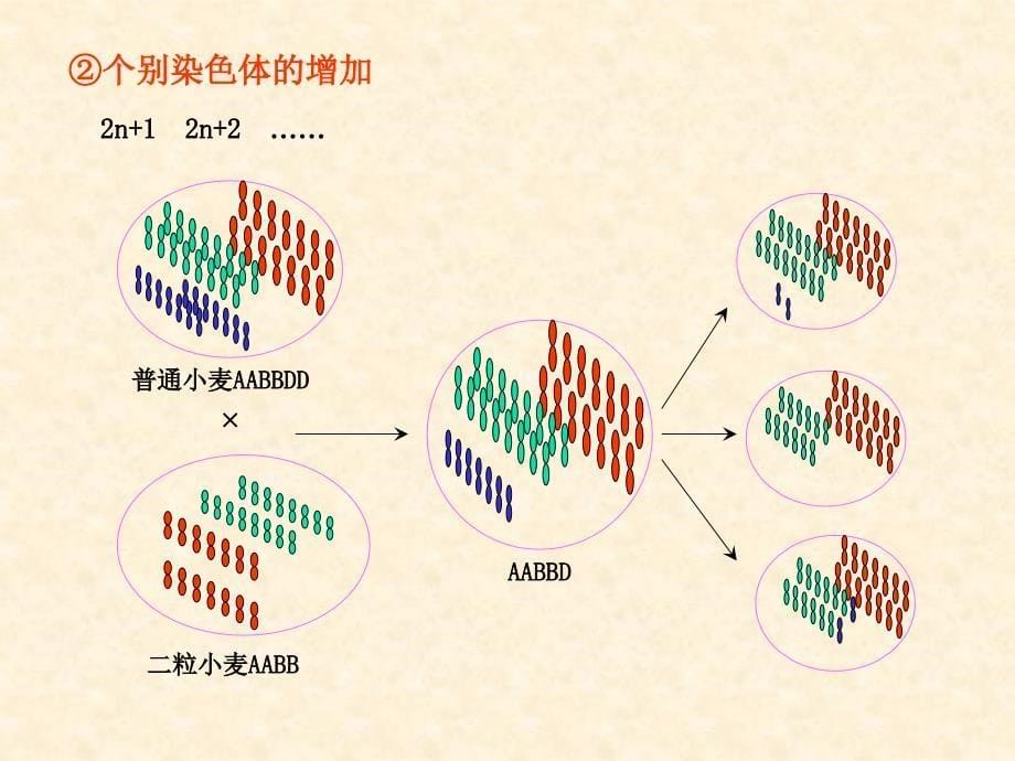 进化生物学：第6章 生物遗传系统的进化_第5页