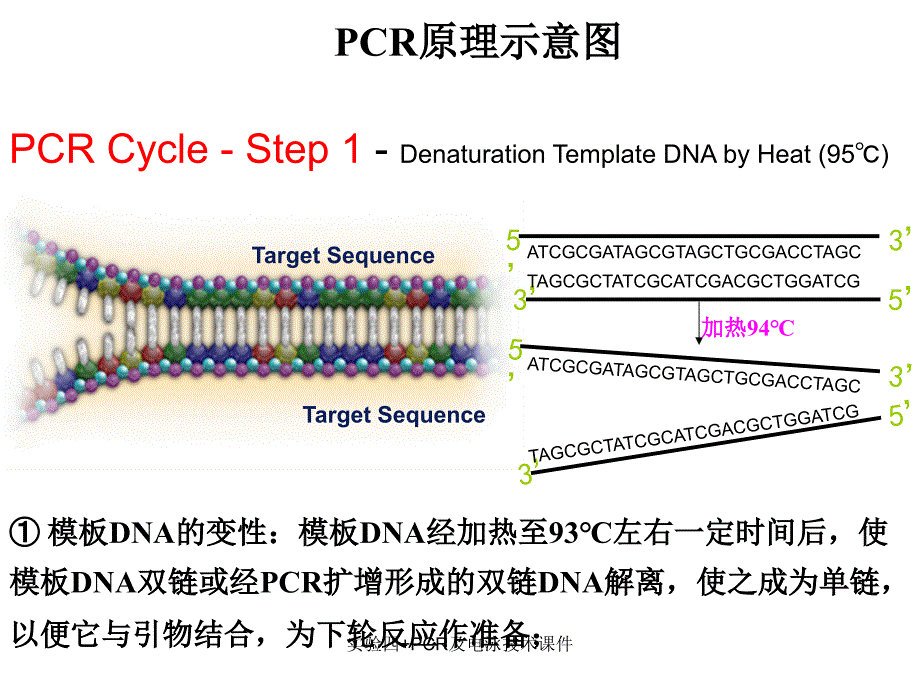 实验四PCR及电泳技术课件_第3页