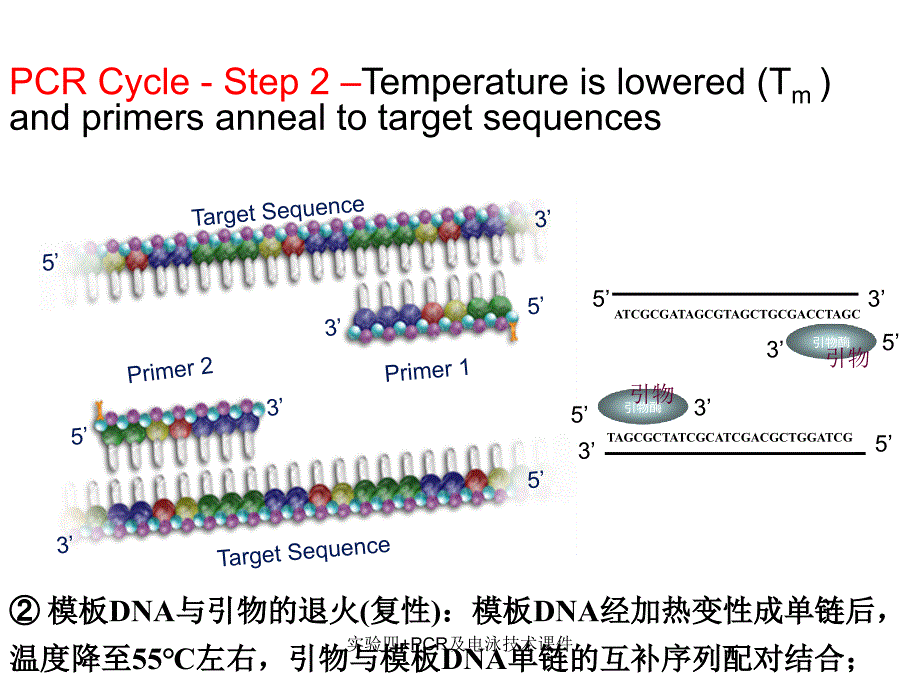 实验四PCR及电泳技术课件_第4页