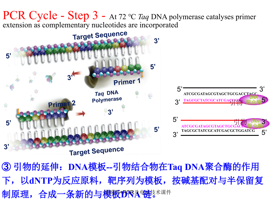 实验四PCR及电泳技术课件_第5页