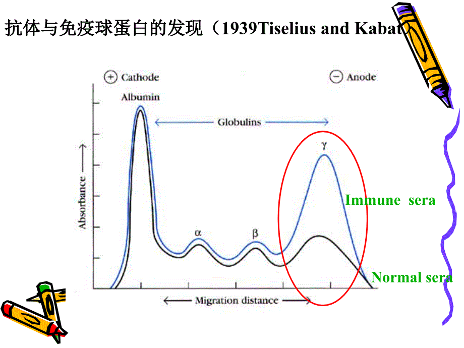 免疫球蛋白和抗体_第2页