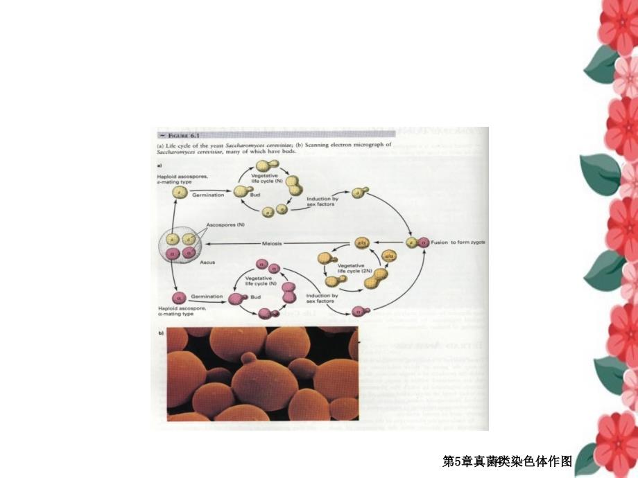 第5章真菌类染色体作图_第4页