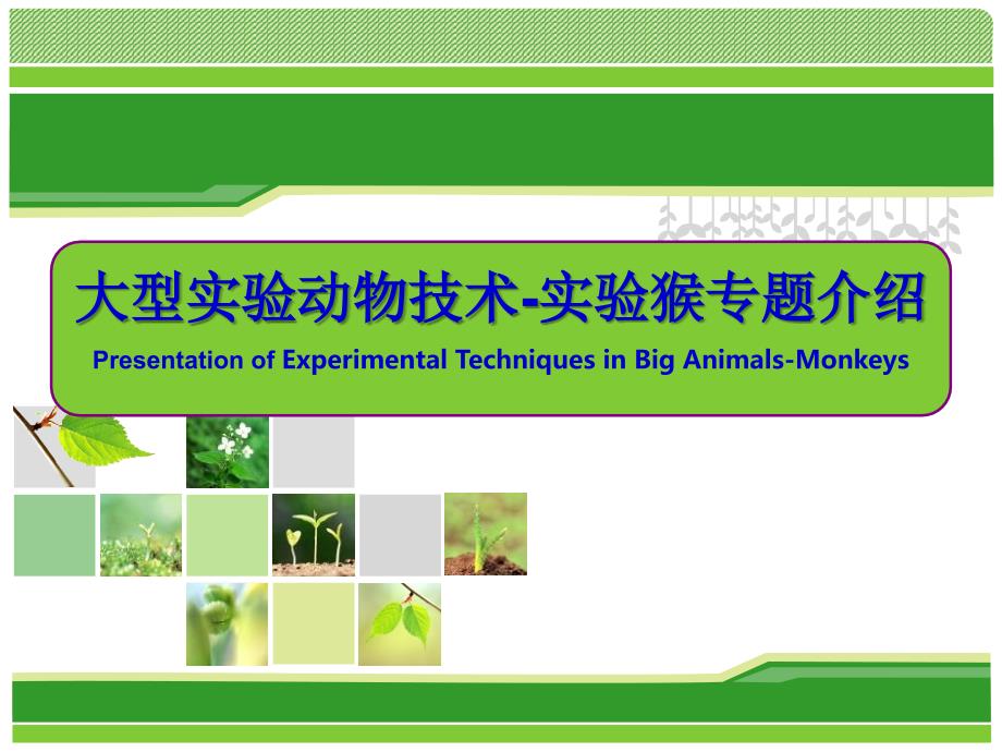 实验动物与管理教学课件实验猴生物学特性及应用_第1页