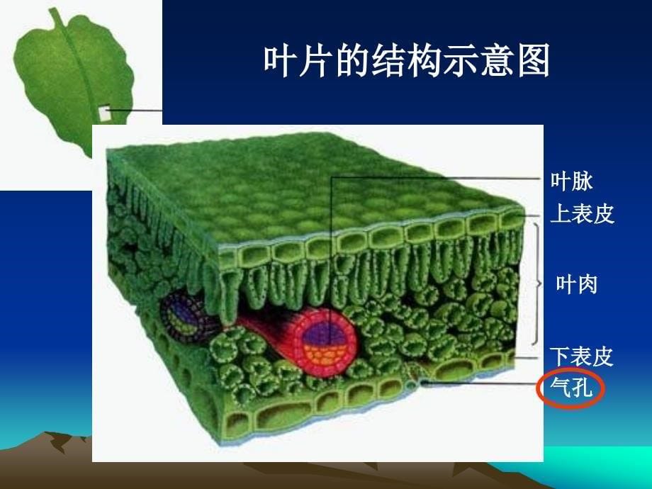 绿色植物参与生物圈的水循环课件_第5页