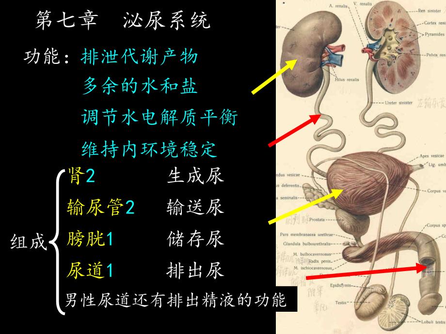 《人体系解剖学》教学课件：泌尿系_第2页