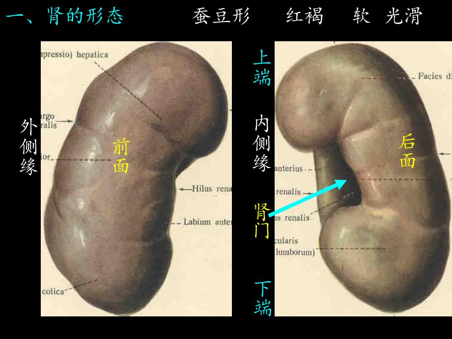 《人体系解剖学》教学课件：泌尿系_第4页