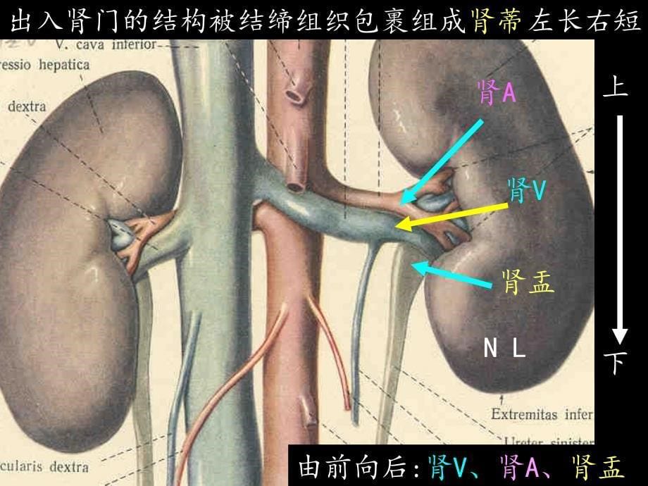 《人体系解剖学》教学课件：泌尿系_第5页