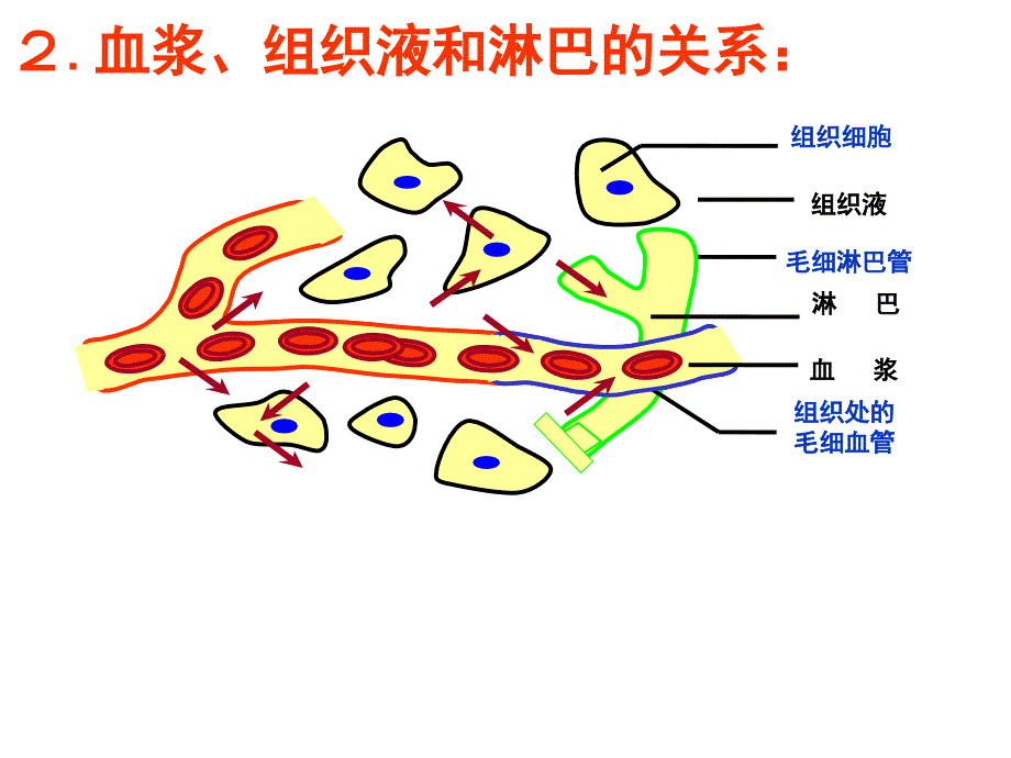 第一节内环境与稳态_第2页