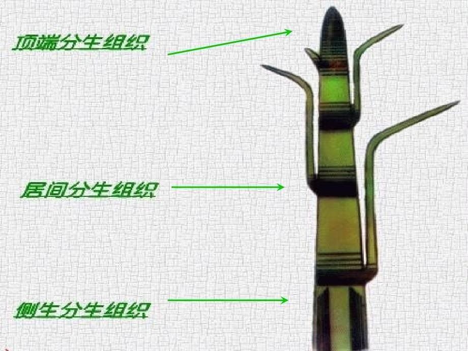 动植物的组织、器官与系统_第5页