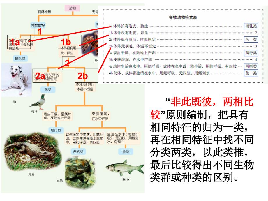 24常见的动物第3课时_第3页