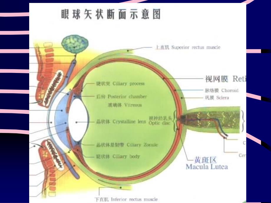 眼视光学教学ppt课件_第4页