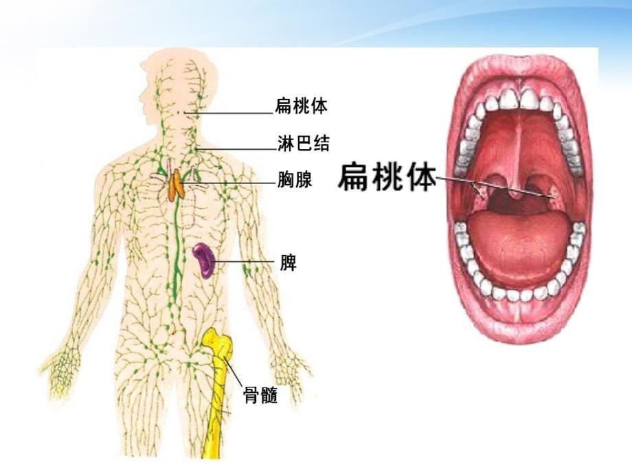 周五课 免疫调节_第5页