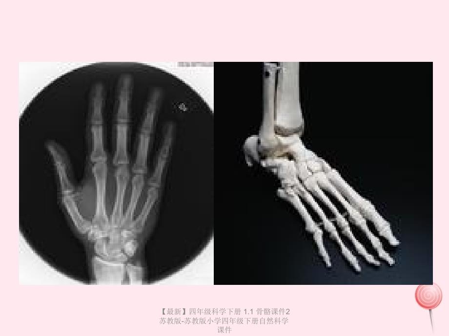 最新四年级科学下册1.1骨骼课件2苏教版苏教版小学四年级下册自然科学课件_第4页