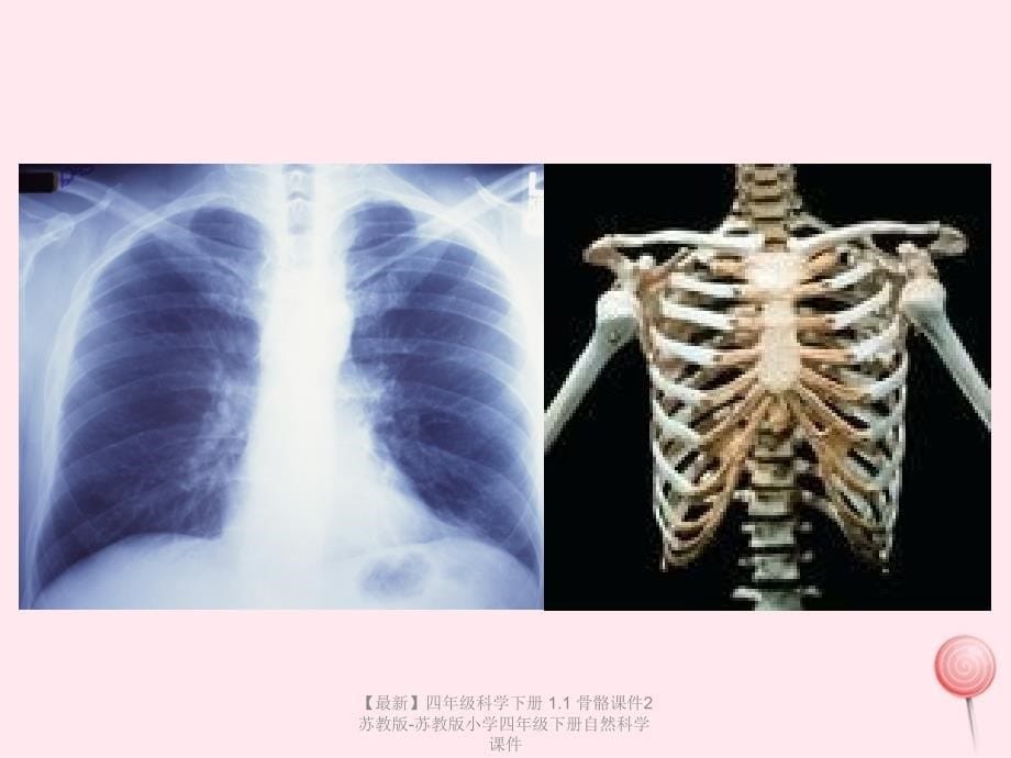 最新四年级科学下册1.1骨骼课件2苏教版苏教版小学四年级下册自然科学课件_第5页