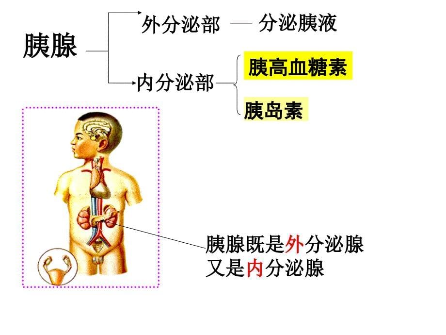 《激素调节的实例》PPT课件.ppt_第5页