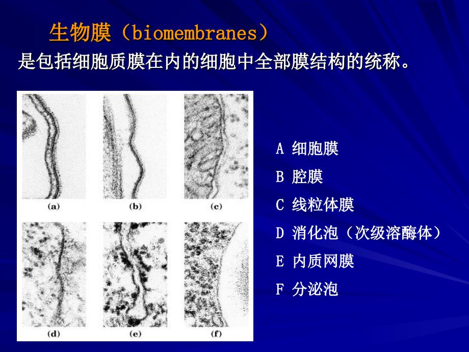 生物末的结构与功能_第4页