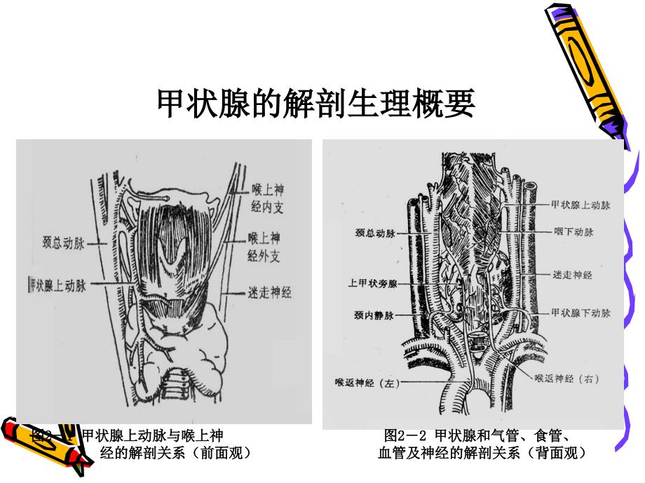 甲状腺疾病病人的护理ppt课件_第3页