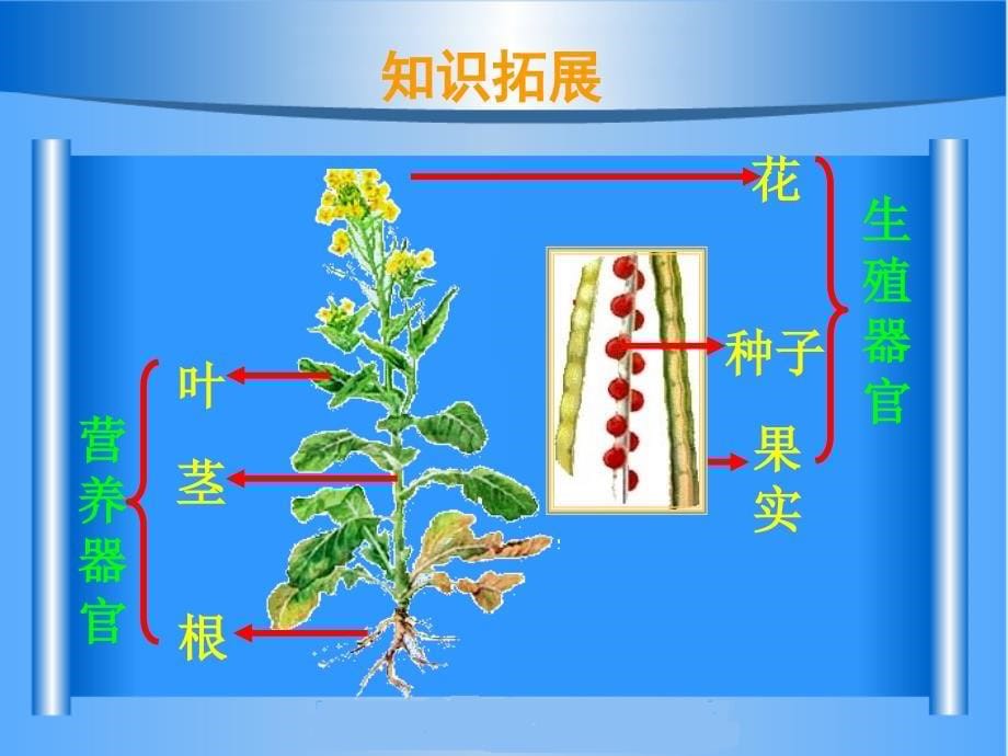 第三节植物体的结构层次第四节_第5页