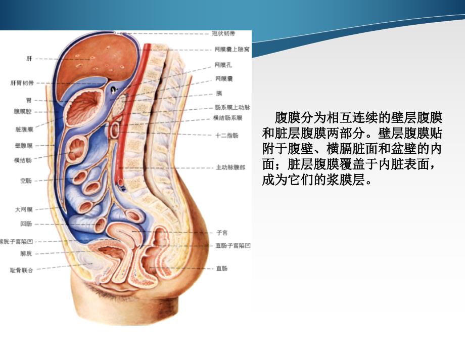 腹膜及肠系膜病变影像学分析ppt课件_第2页