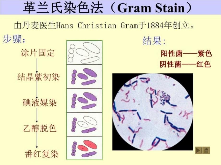 最新微生物染色法PPT课件_第4页