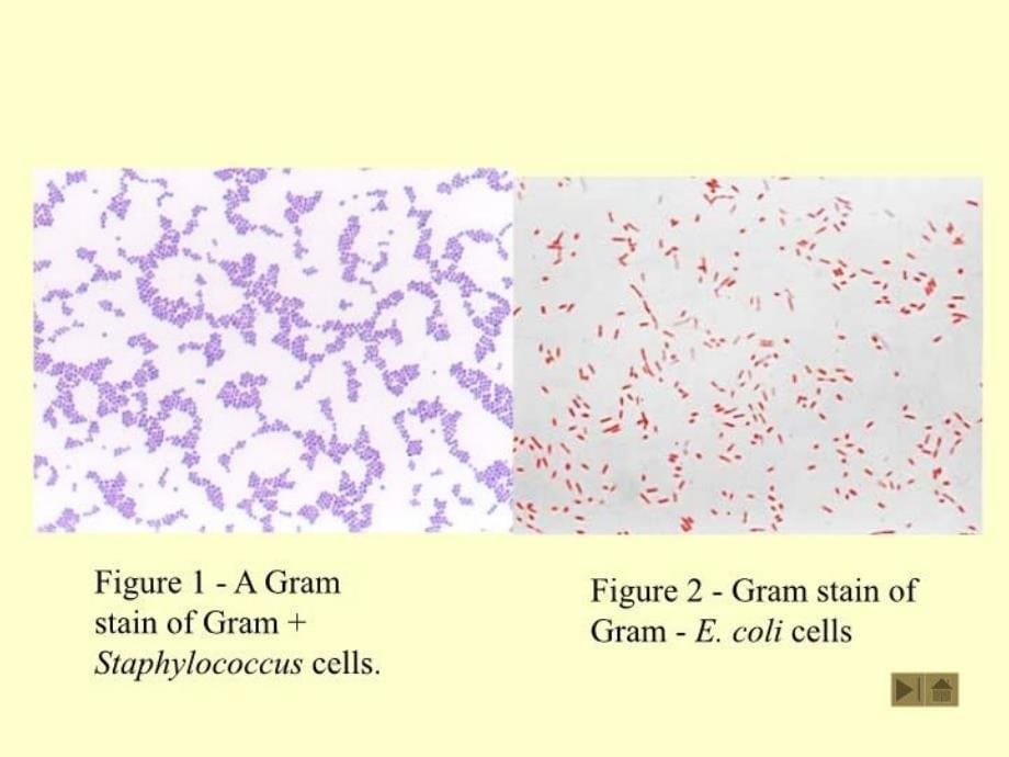 最新微生物染色法PPT课件_第5页