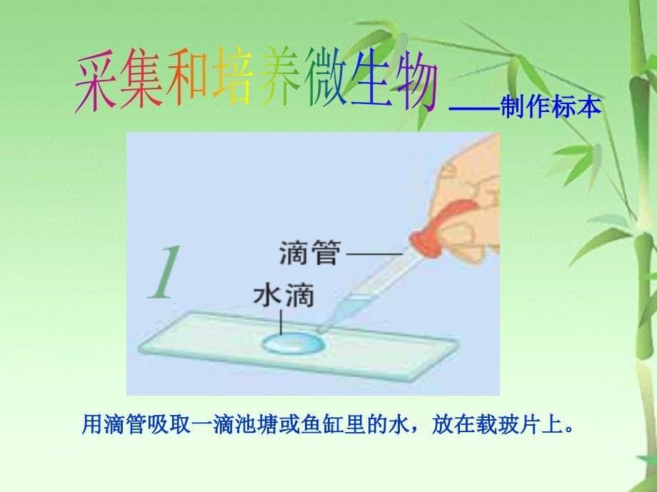 用显微镜观察身边的生命世界(三).ppt(含课堂作业及答案)_第5页