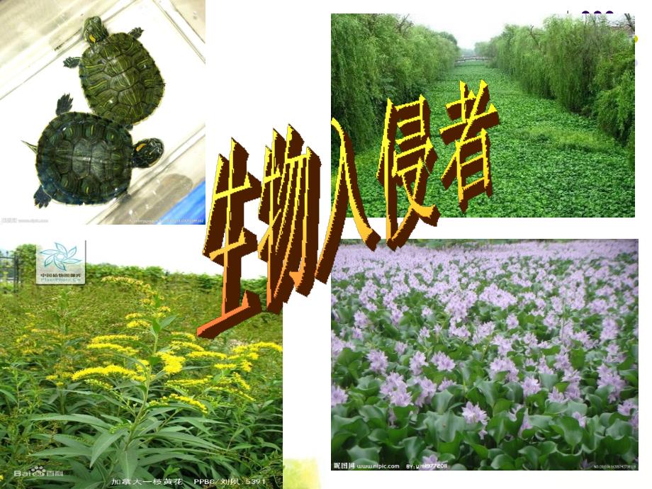 《生物入侵者》公开课课件[1]_第4页