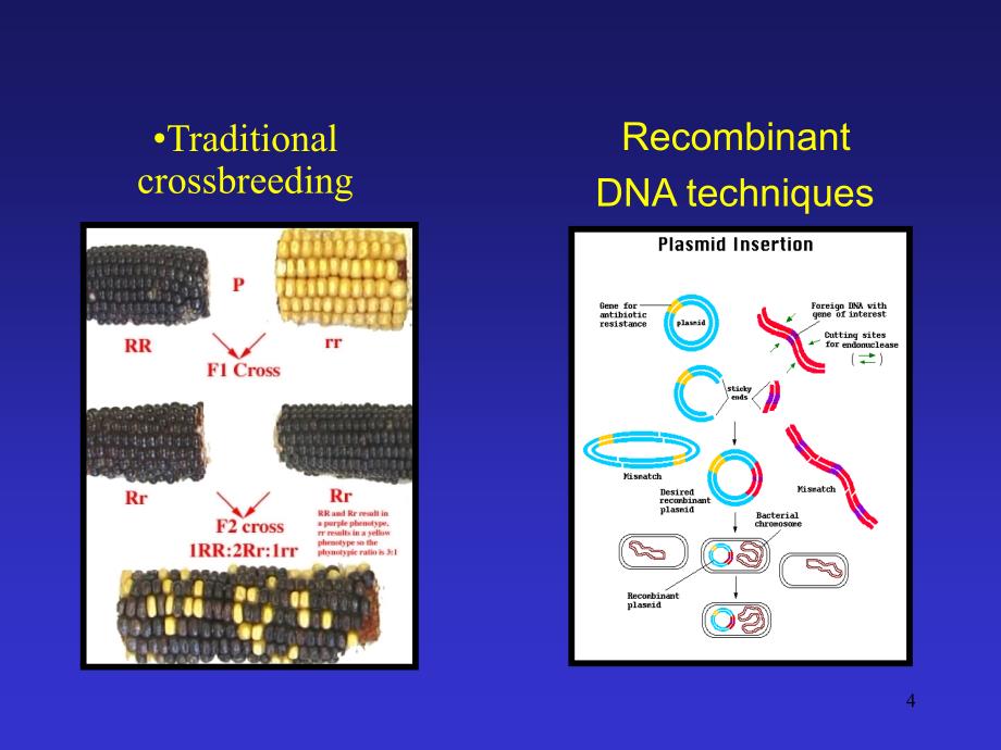 章转基因技术与作物育种课件_第4页