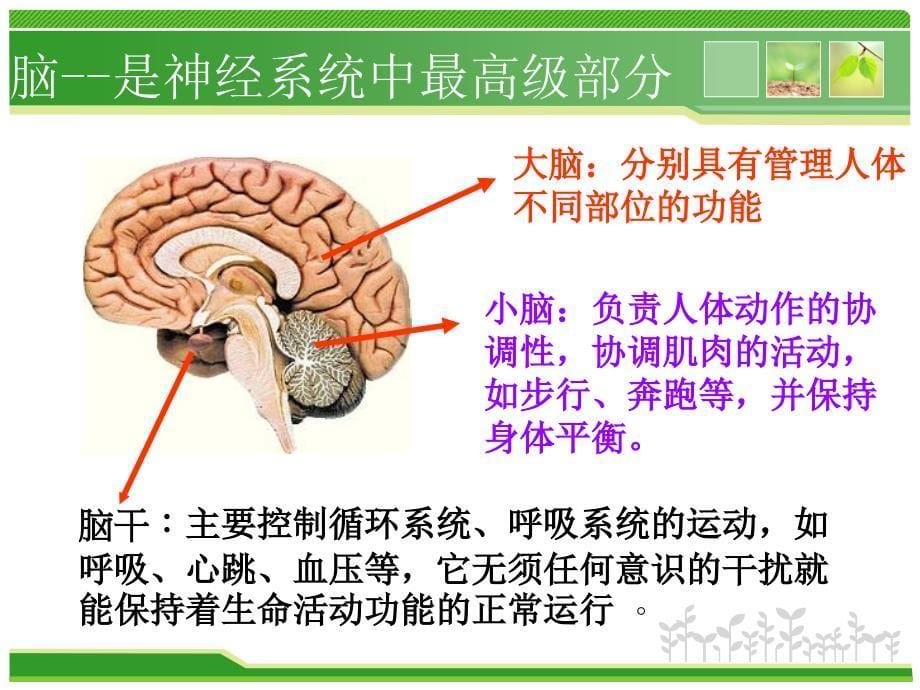 《神经系统的组成》PPT课件.ppt_第5页