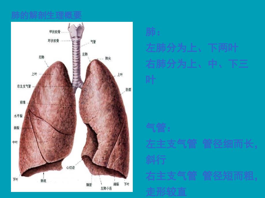 肺癌患者护理查房_第4页