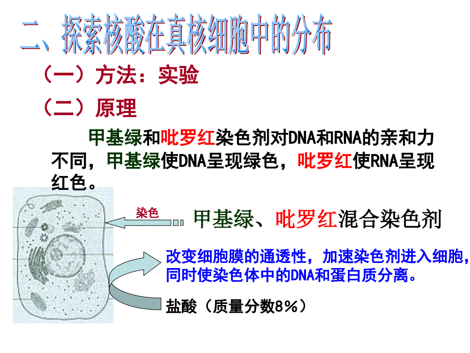 第一节核酸的结构和功能_第5页