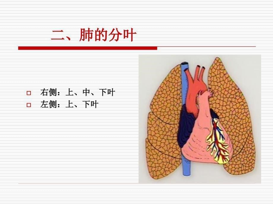 呼吸系统概论_第5页