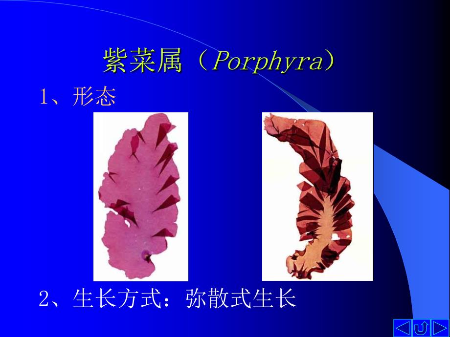 教学课件第九节红藻门Rhodophyta_第4页