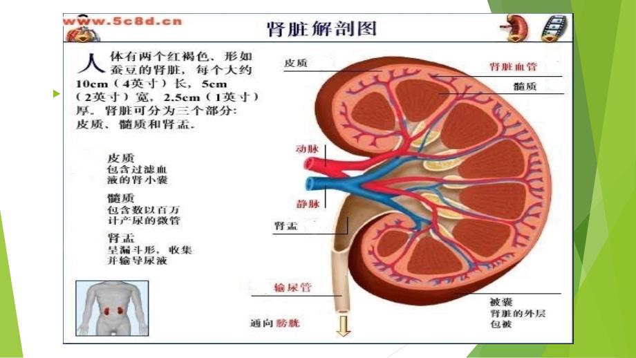 急性肾小球肾炎PPT_第4页