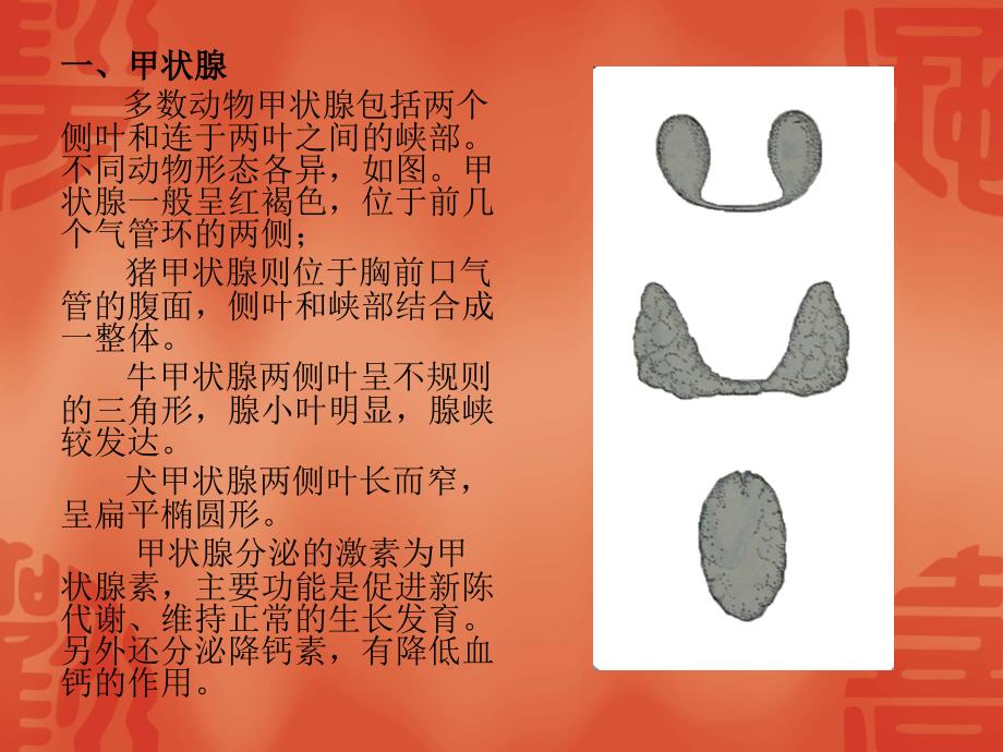 动物解剖学课件：12-内分泌系统_第2页