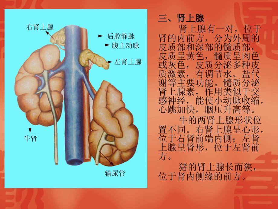 动物解剖学课件：12-内分泌系统_第4页