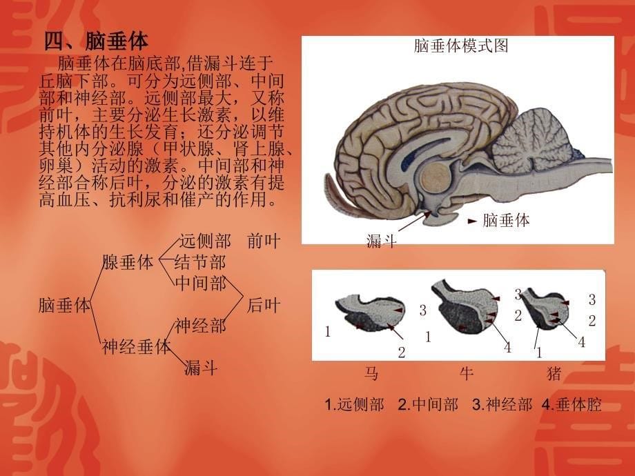 动物解剖学课件：12-内分泌系统_第5页