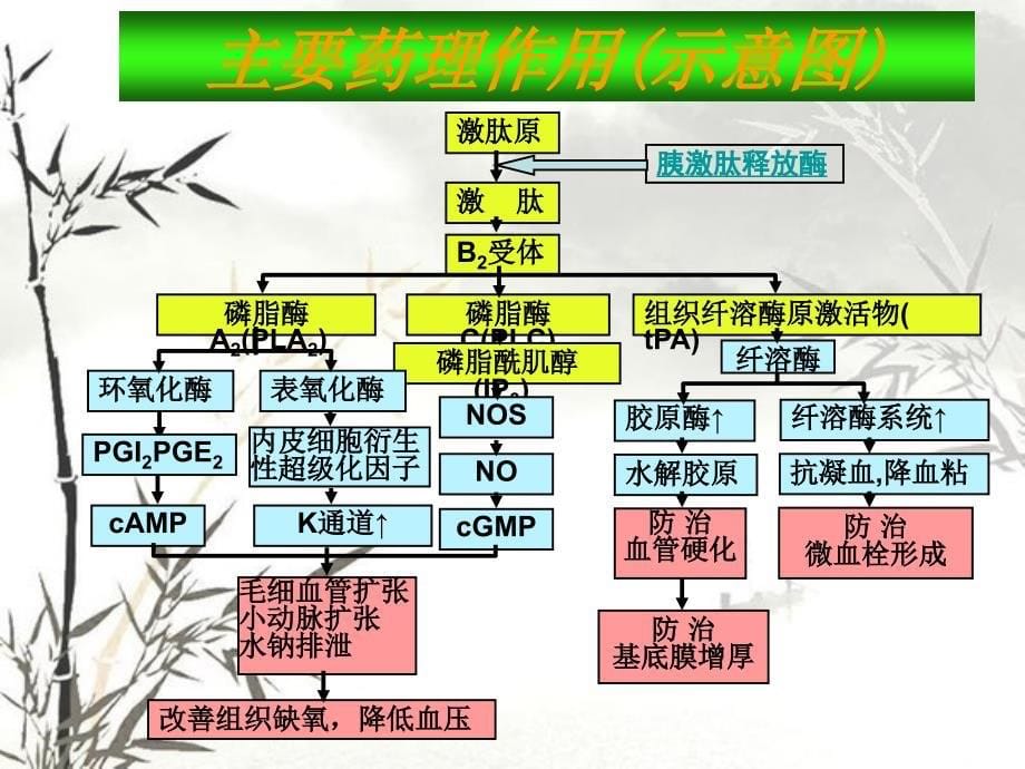 胰激肽原酶肠溶片_第5页