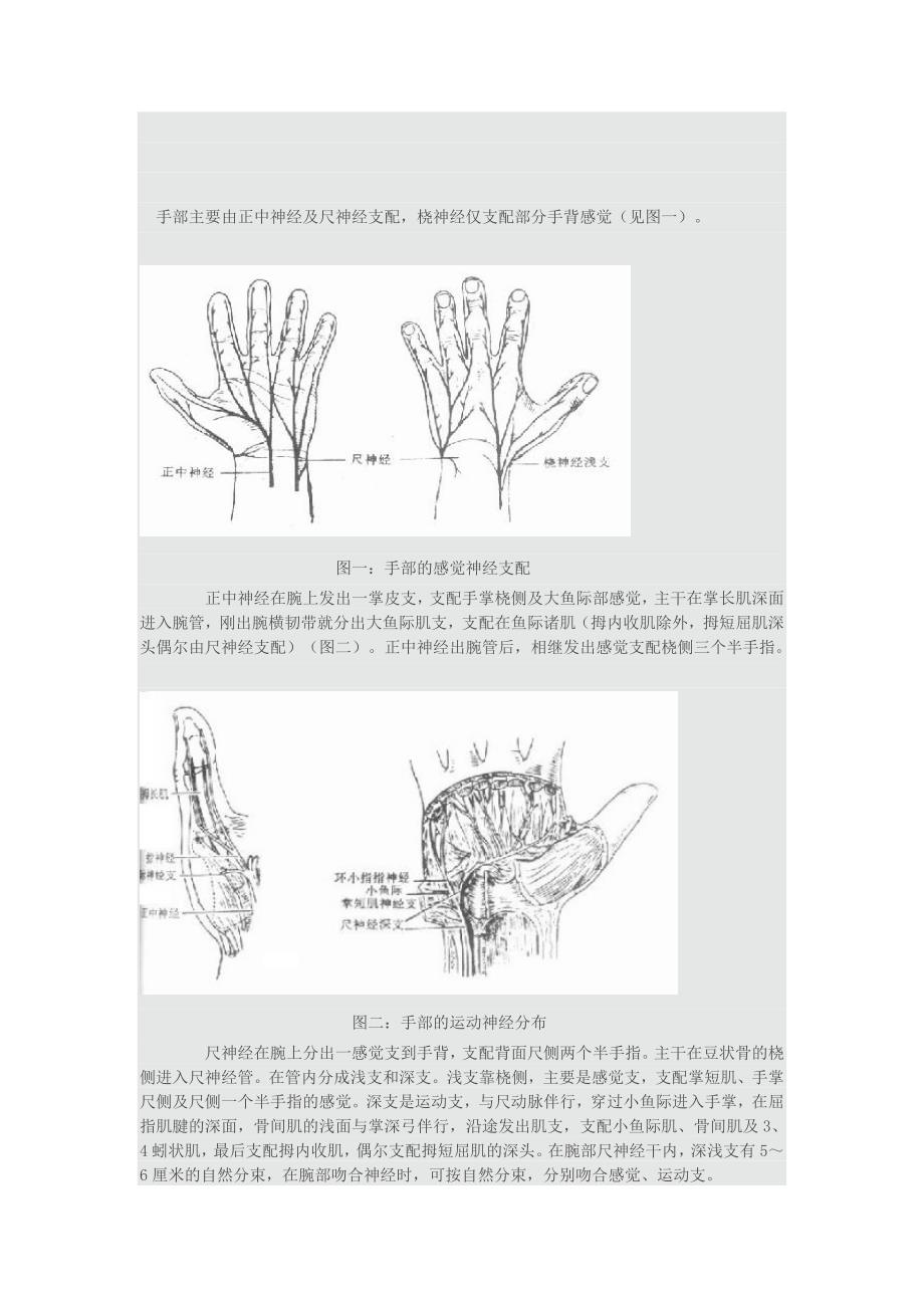 手部神经分布.doc_第1页