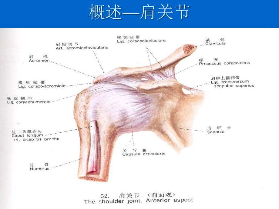 肩关节周围炎分的康复治疗ppt课件_第4页