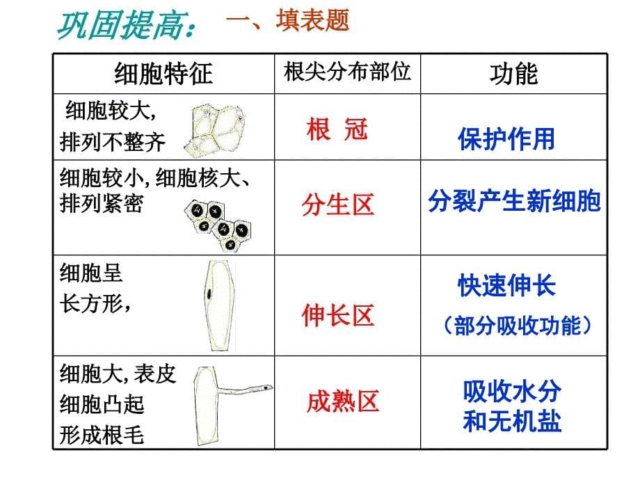 苏教版七年级上册第三单元第五章第二节根的生长_第5页