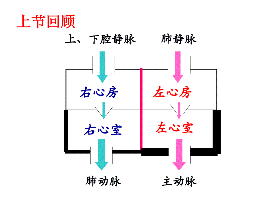 4432输送血液的泵心脏2_第2页