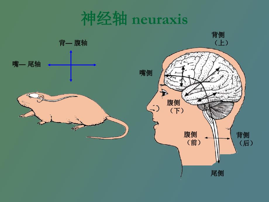 中枢神经系统概观_第2页