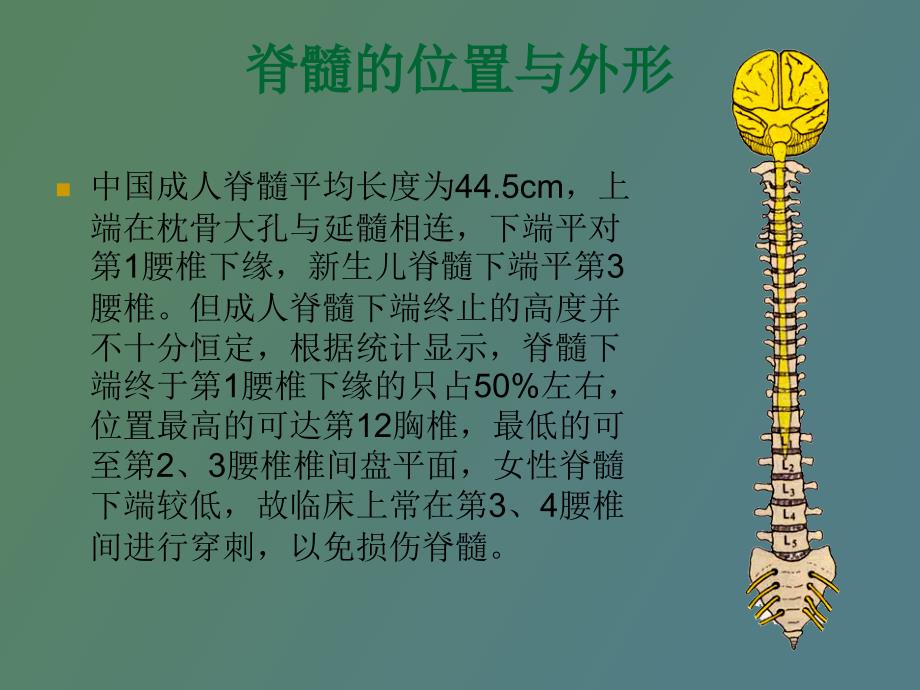 中枢神经系统概观_第3页